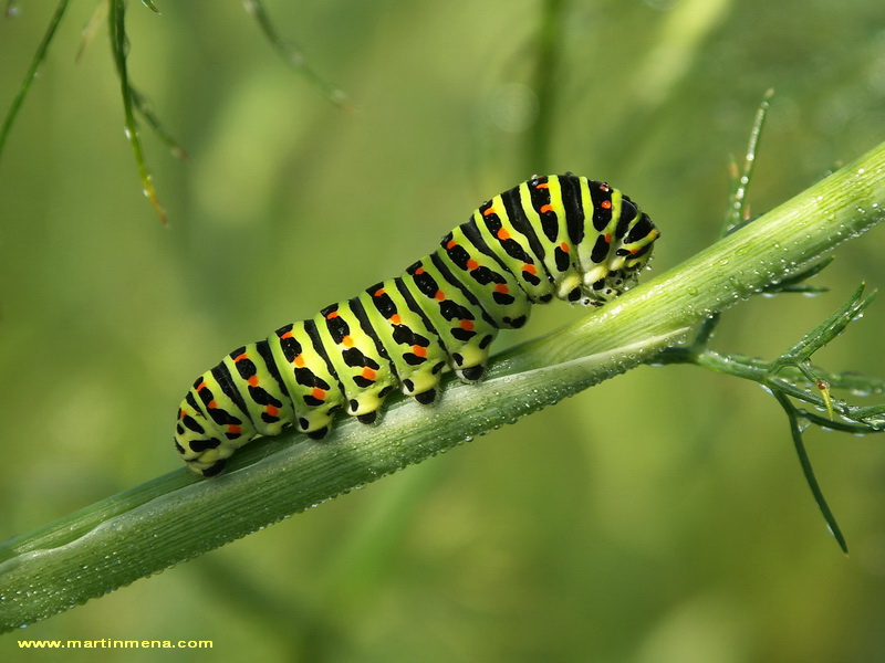 Chenille de Machaon