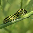 Chenille de Machaon