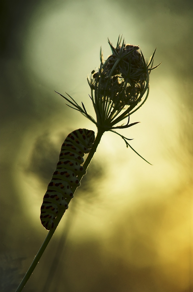 Chenille de Machaon