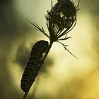 Chenille de Machaon