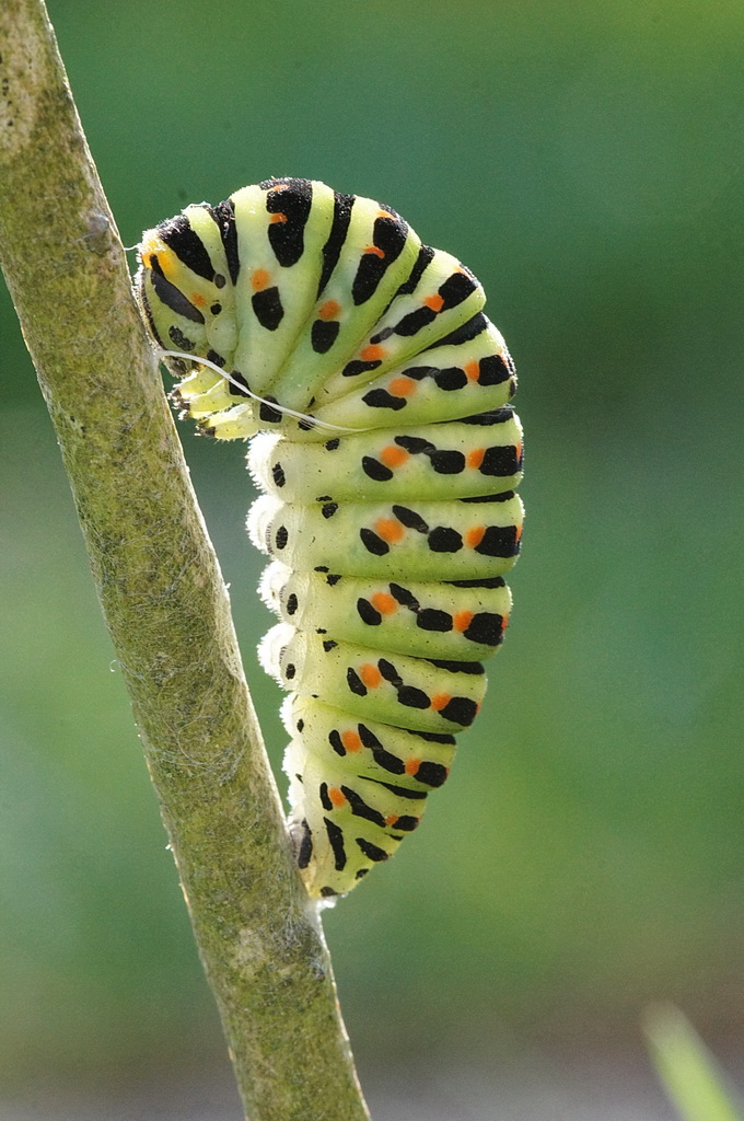 Chenille de machaon