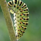 Chenille de machaon