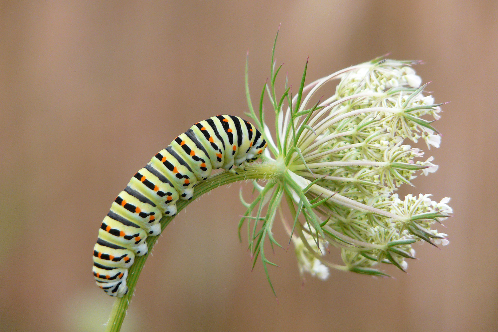 Chenille de machaon