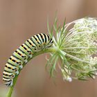 Chenille de machaon