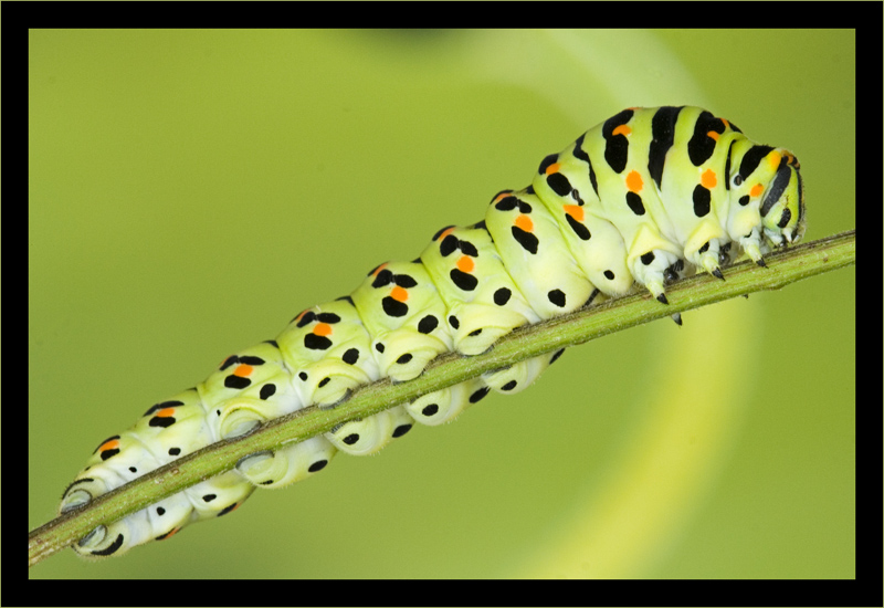 Chenille de machaon