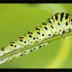 Chenille de machaon