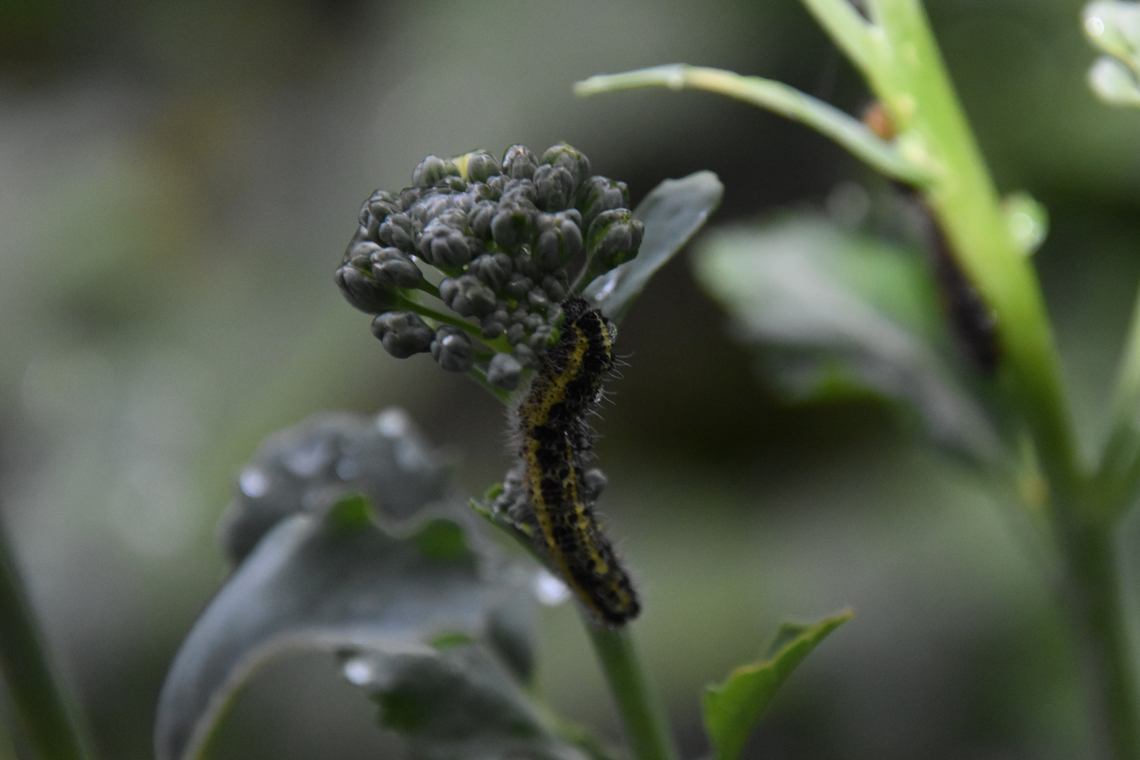 Chenille de pieride