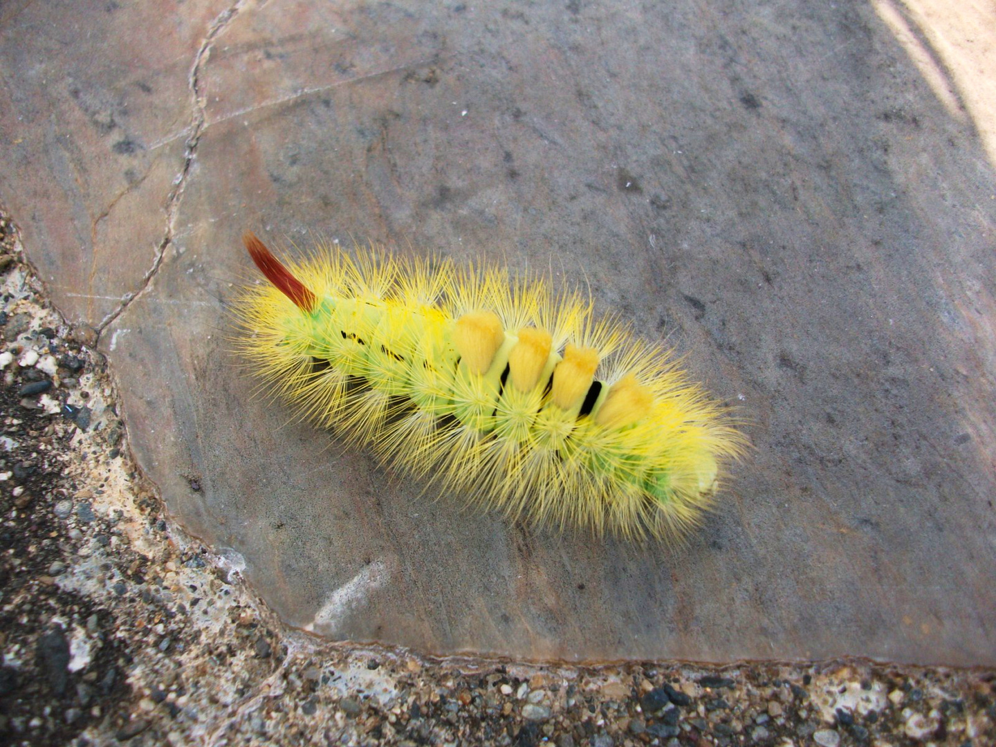 Chenille de Pudibonde