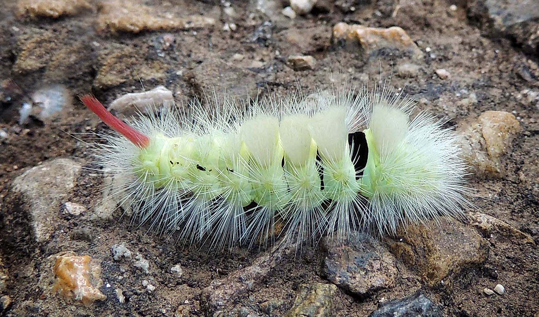 Chenille du Calliteara Pudibunda (Pudibonde)