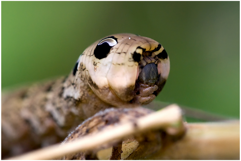 Chenille du Grand Sphinx de la vigne