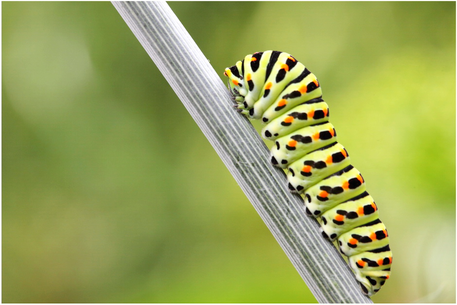 Chenille du machaon