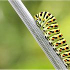 Chenille du machaon