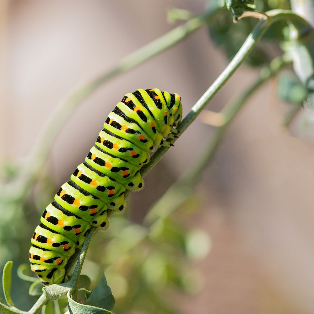 Chenille du machaon