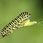 Chenille du Papilio machaon