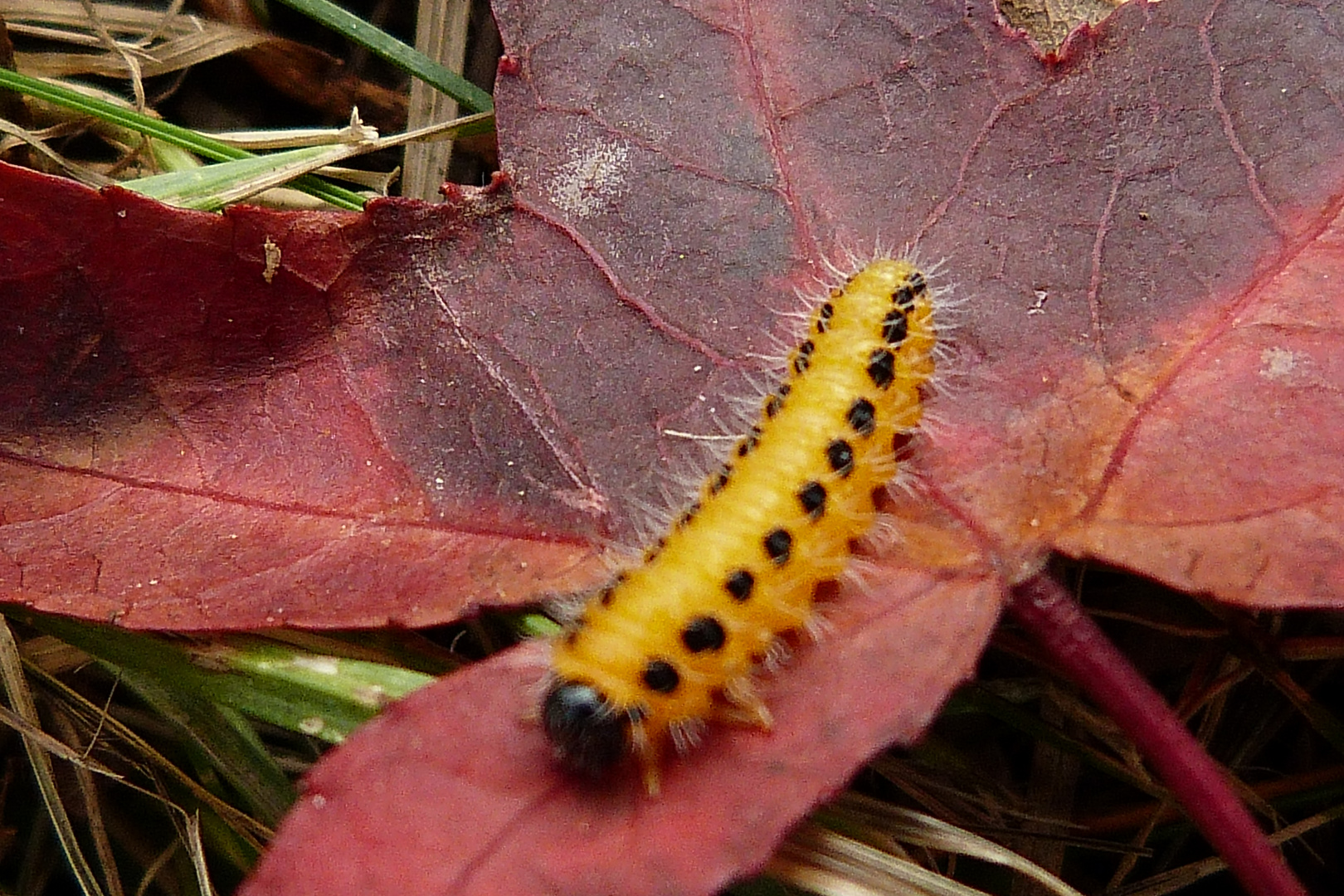 chenille du soleil