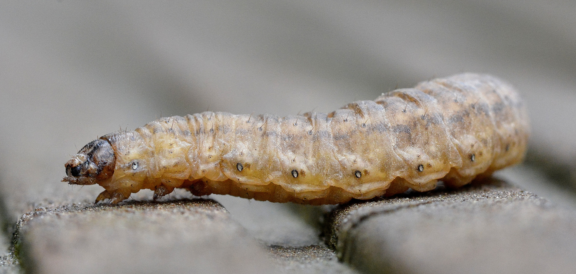 chenille en promenade