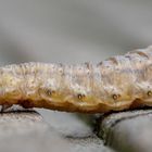 chenille en promenade