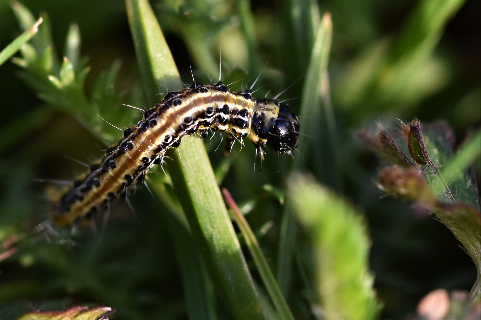 Chenille équilibrée