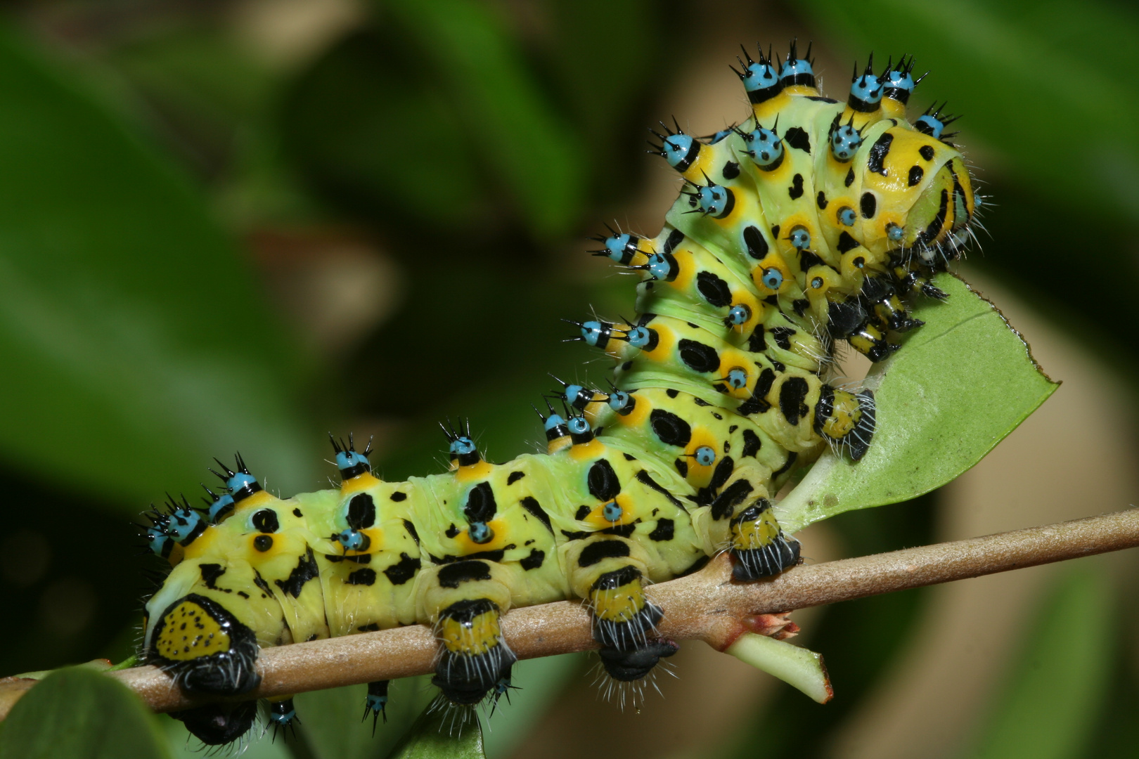 chenille Eupackardia calleta photo et image macro nature, macro insectes, papillons Images chenille Eupackardia calleta photo et image macro nature, macro insectes, papillons Images