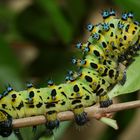 chenille Eupackardia calleta