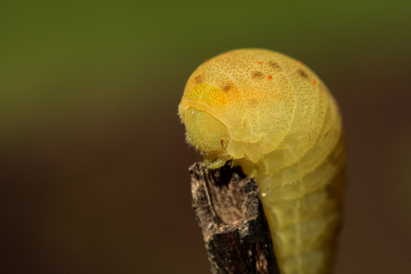 chenille jaune