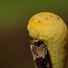 chenille jaune