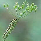 Chenille Machaon