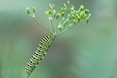 Chenille Machaon