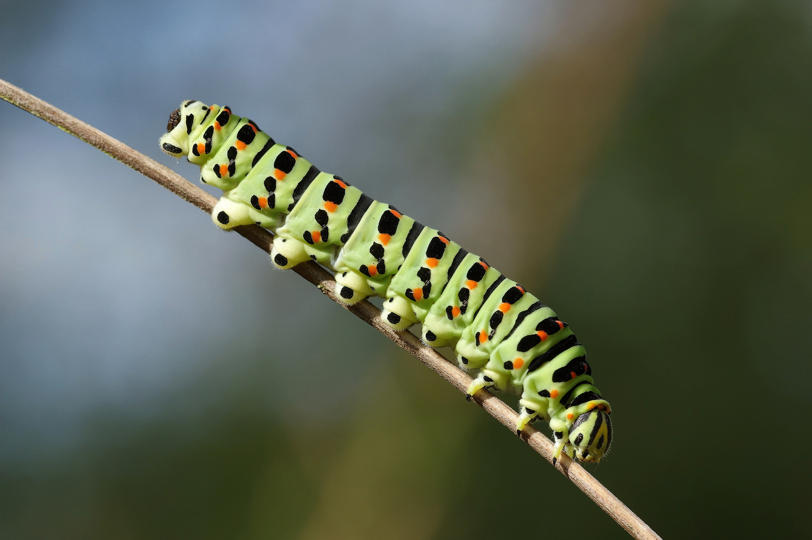 Chenille Machaon