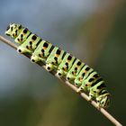 Chenille Machaon