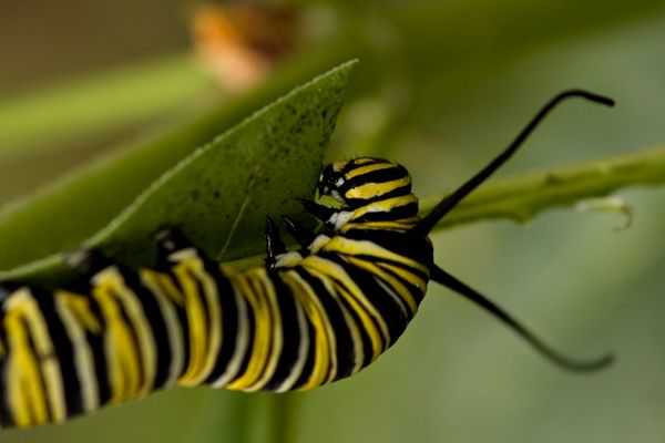 Chenille ... mais laquelle ?