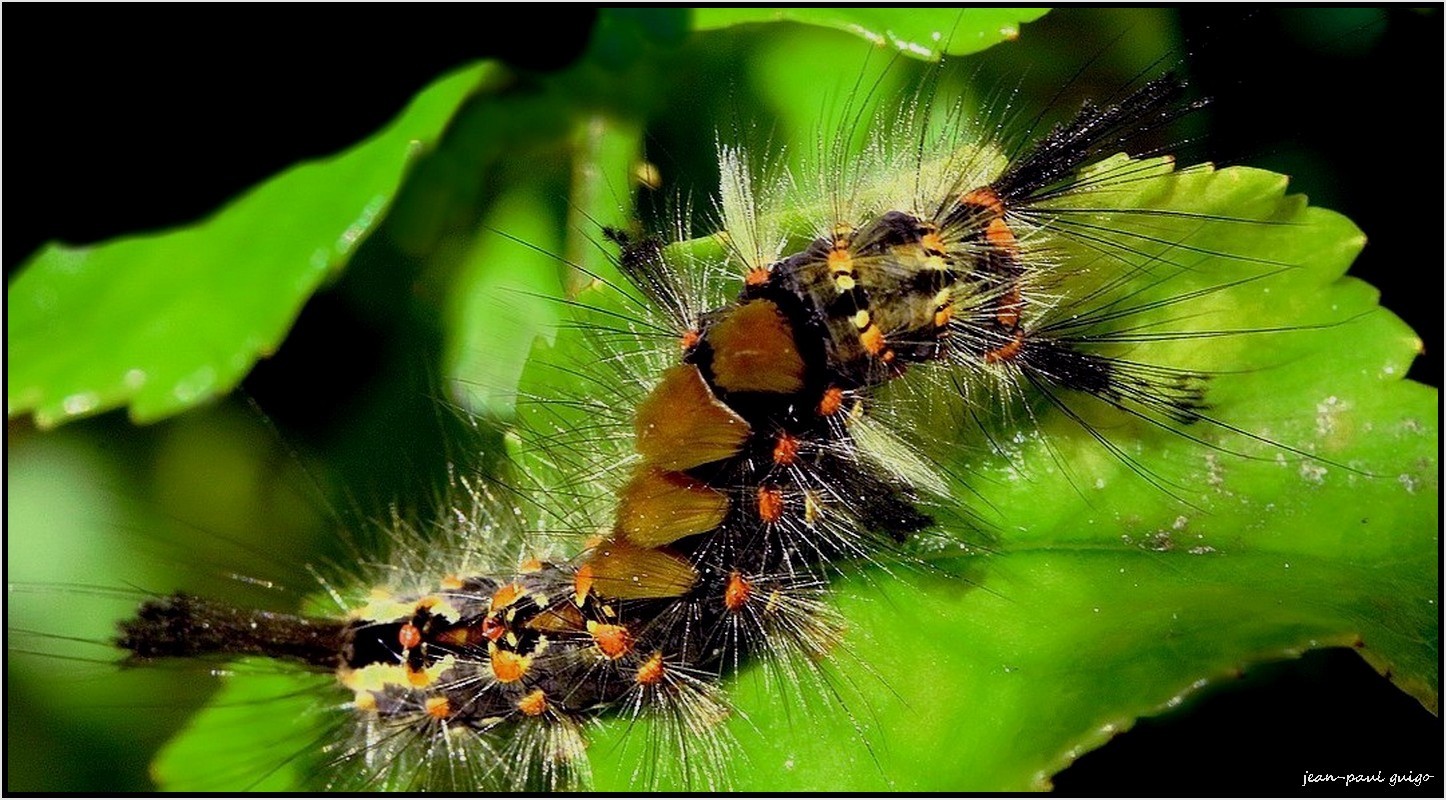 chenille (orgyia antiqua )