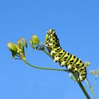 «Chenille Papillon Machaon »