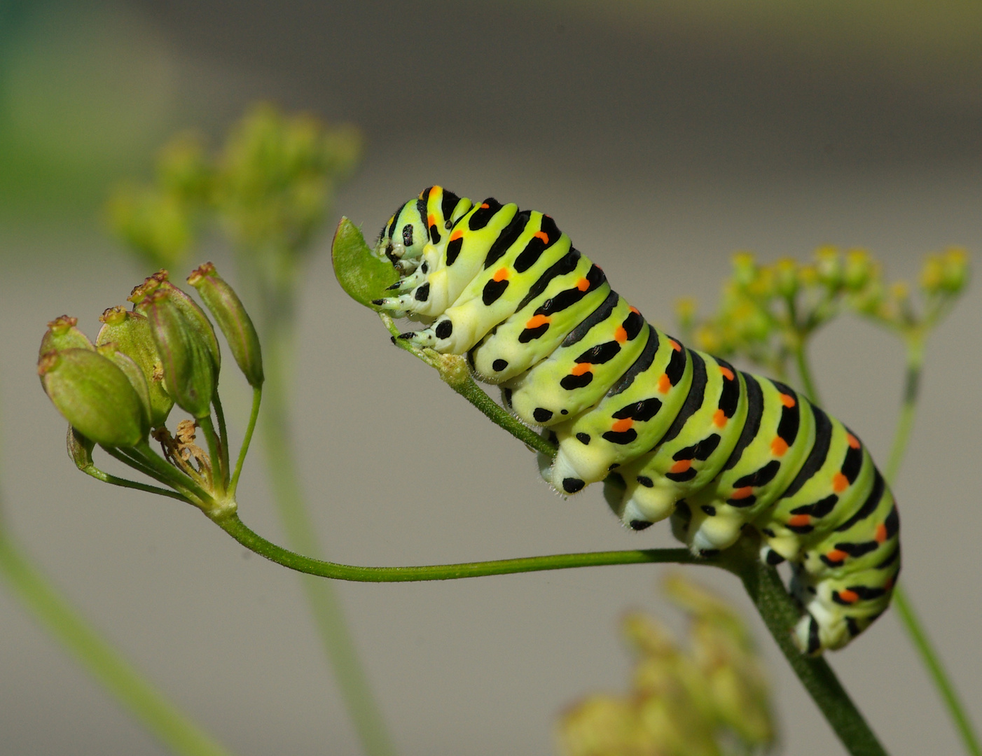 «Chenille Papillon Machaon»