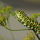 «Chenille Papillon Machaon»