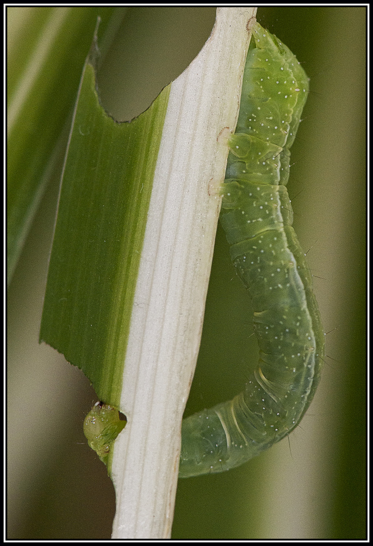 Chenille paturant une plante verte