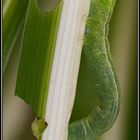 Chenille paturant une plante verte