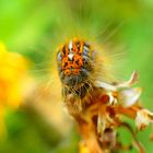 Chenille Processionnaire