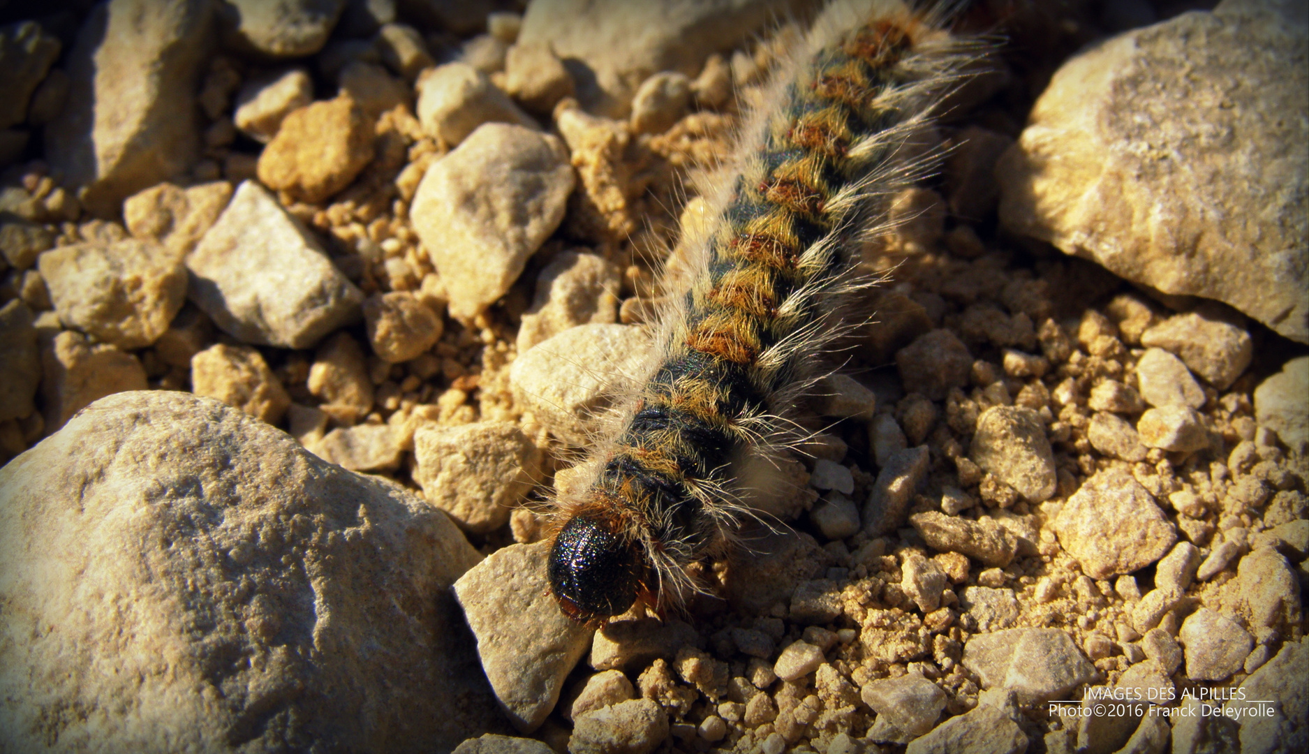 Chenille processionnaire