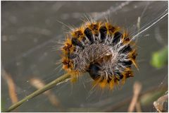 Chenille processionnaire du pin