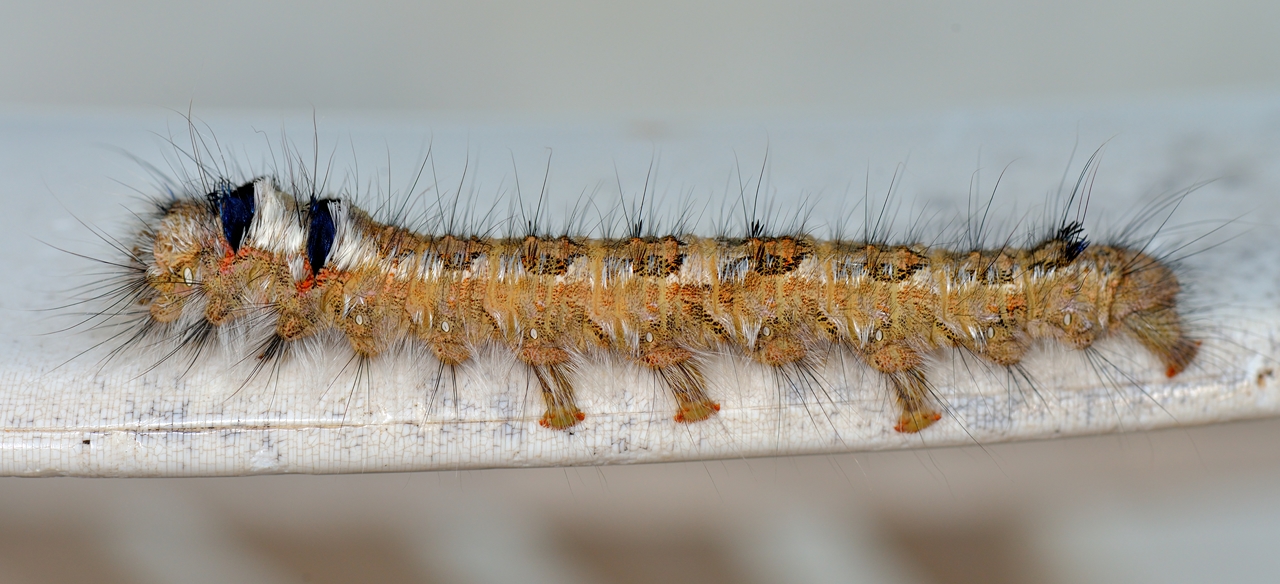 Chenille processionnaire du pin (Thaumetopoea pityocampa)