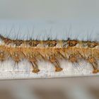 Chenille processionnaire du pin (Thaumetopoea pityocampa)