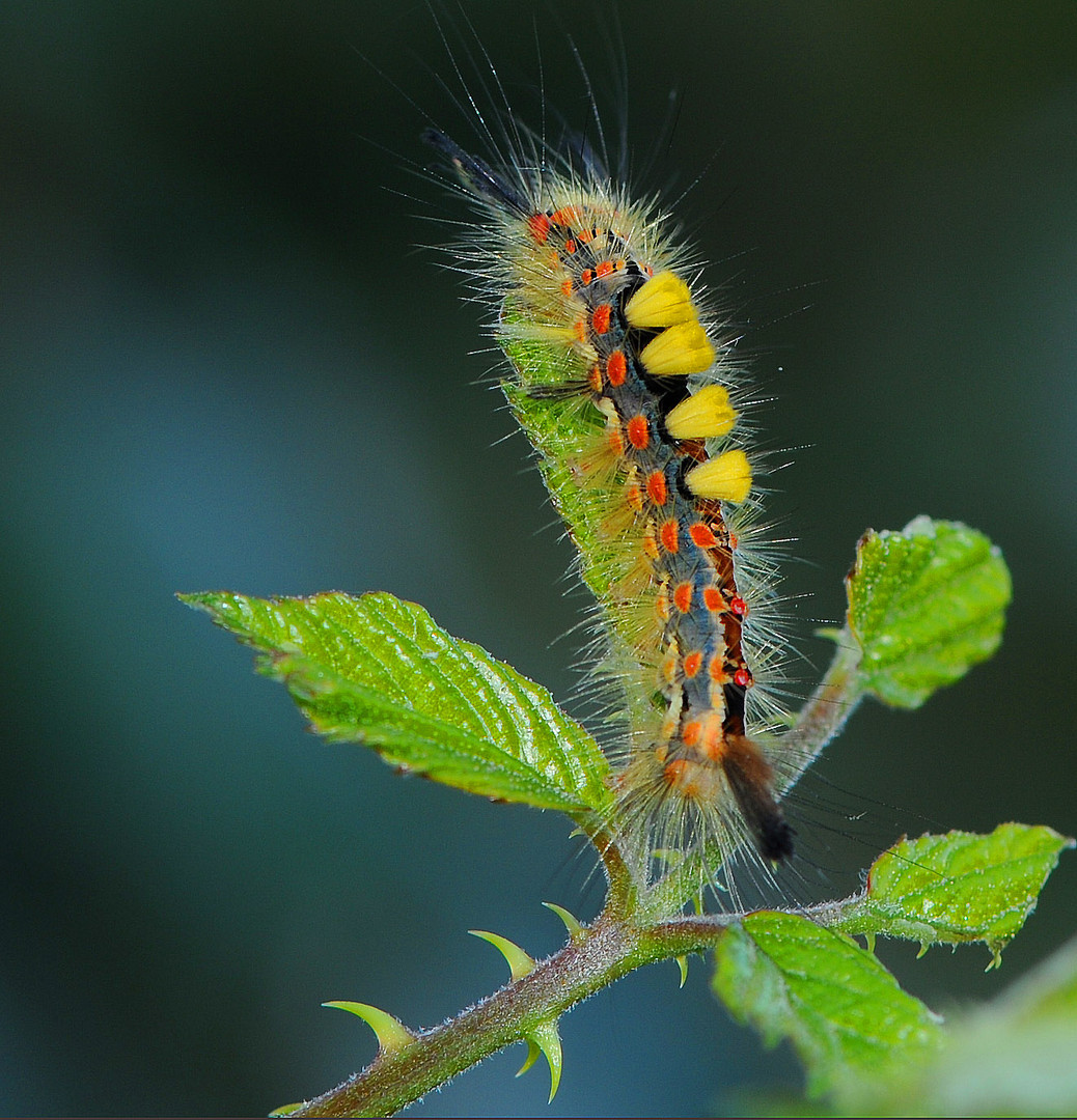 chenille punk!