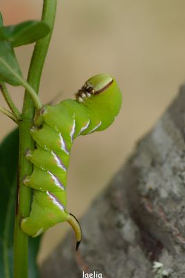 _chenille SPHINX LIGUSTRI MERCI AS TOUS