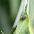 chenille tissant son cocon dans une feuille de saule pleureur