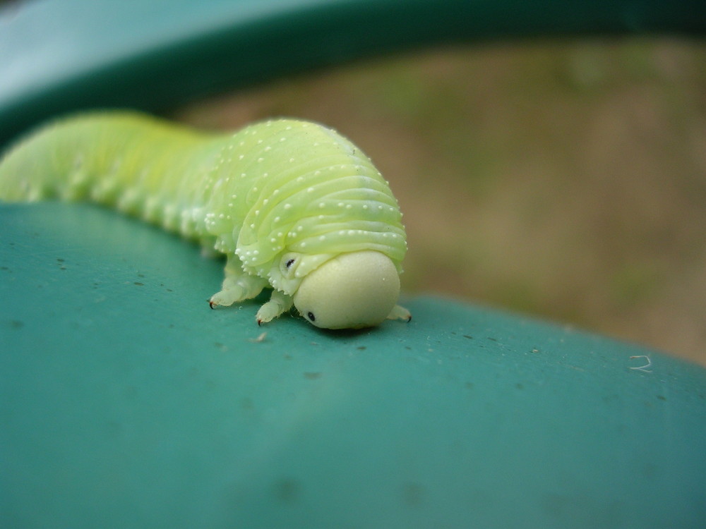 chenille verte