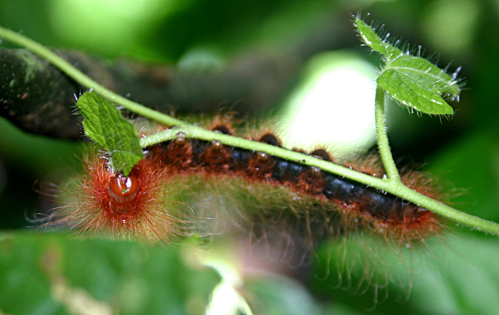 chenille vietnamienne