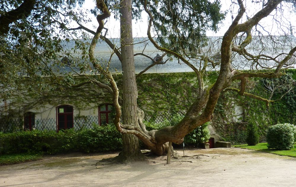 CHENONCEAU