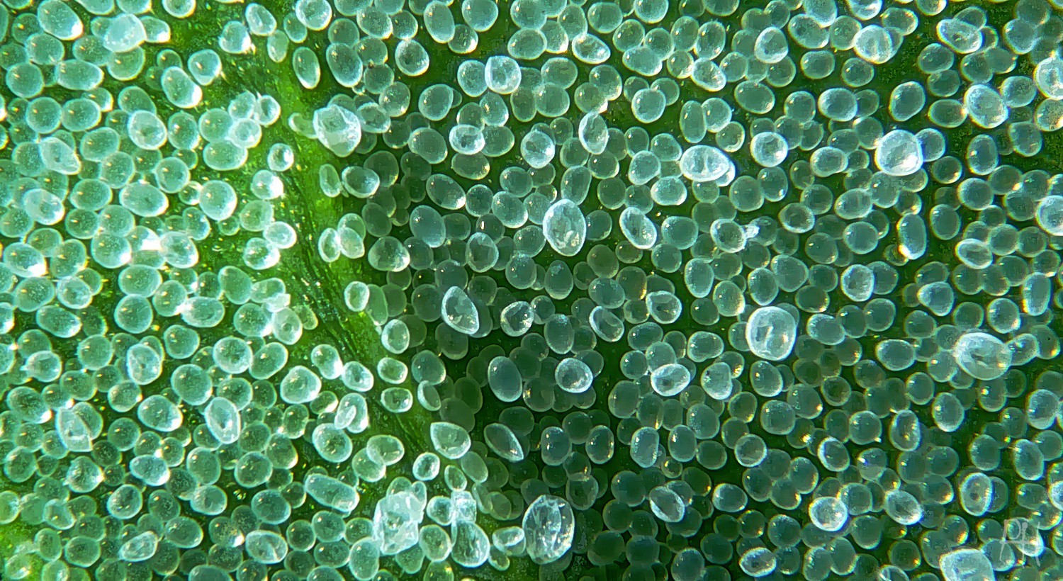 Chenopodium.alba 