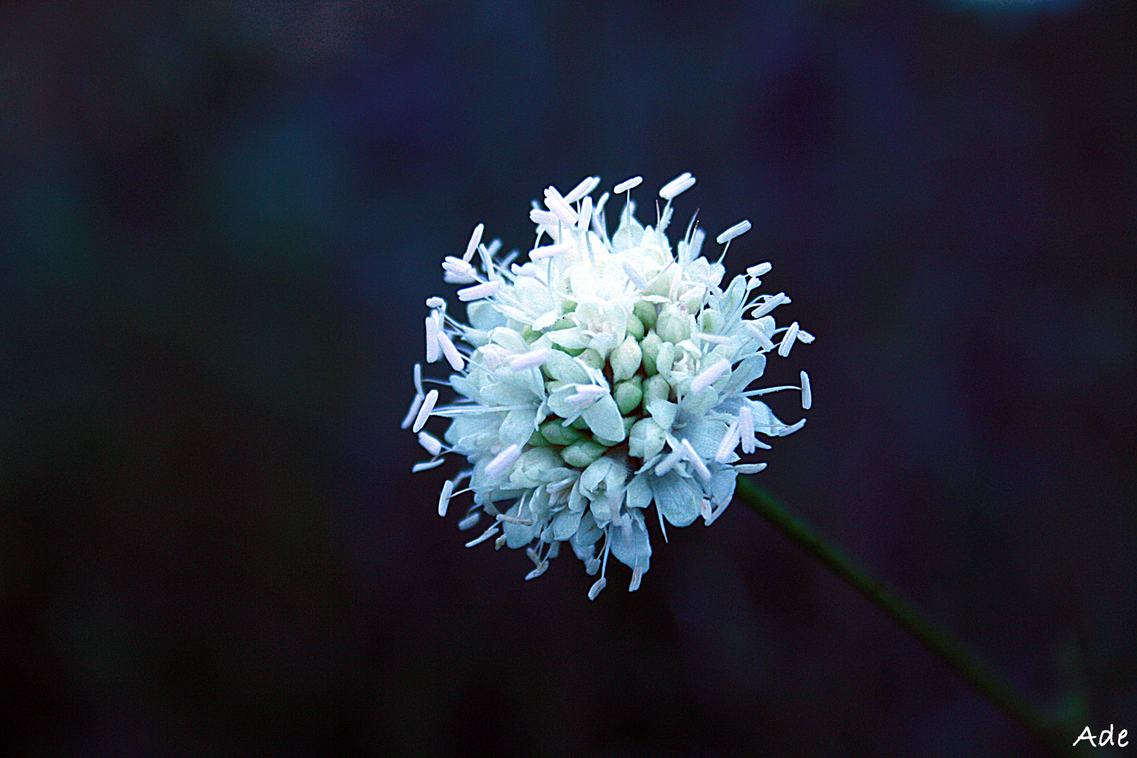 Chéphalaire blanche (scabieuse)